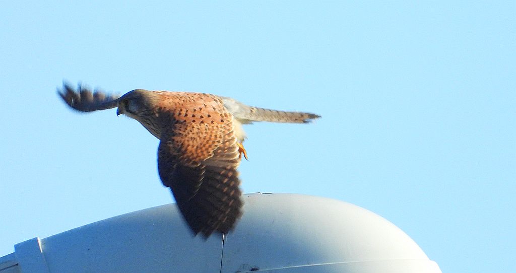 Pustułka (Falco tinnunculus)