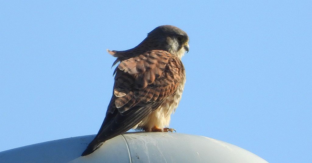 Pustułka (Falco tinnunculus)