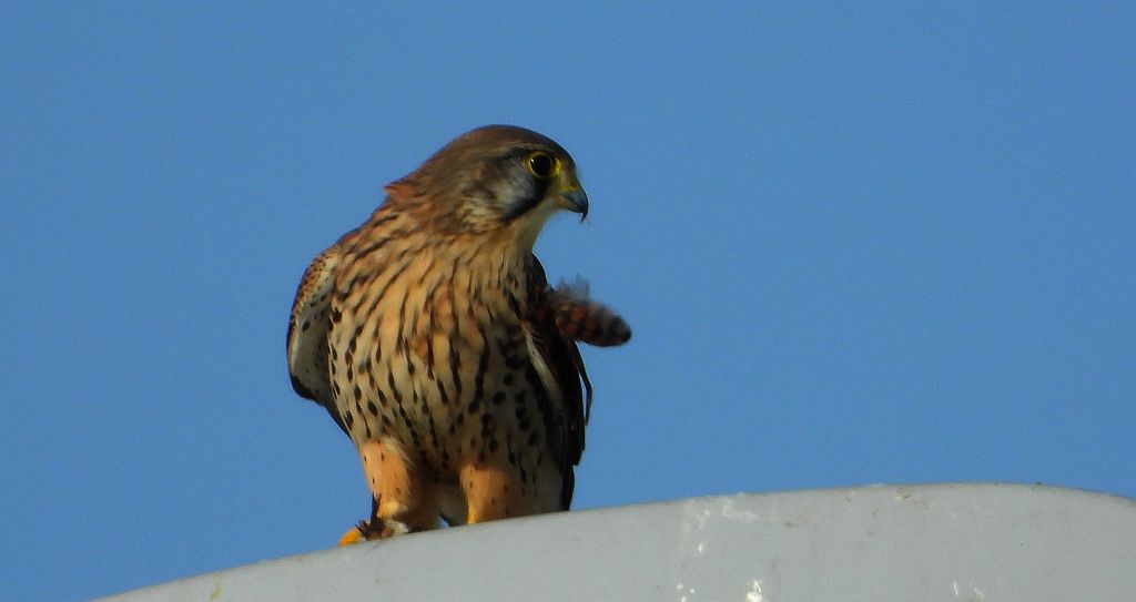 Pustułka (Falco tinnunculus)