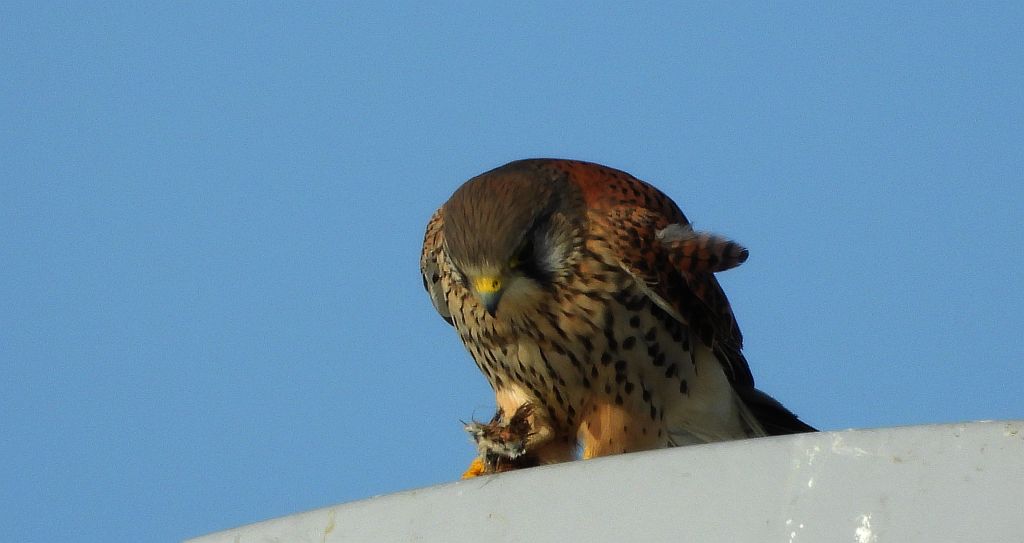 Pustułka (Falco tinnunculus)