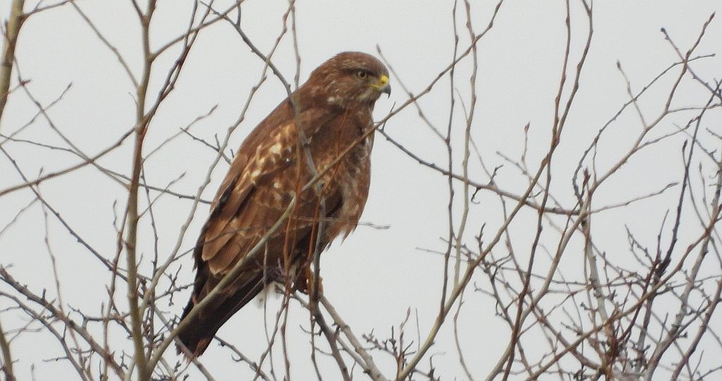 Myszołów zwyczajny, myszołów (Buteo buteo)