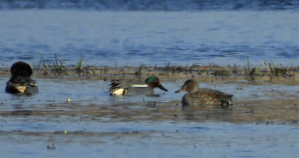 Cyraneczka zwyczajna, cyraneczka (Anas crecca)