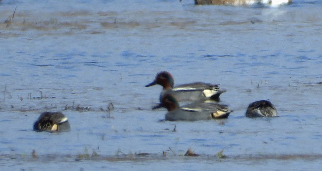 Cyraneczka zwyczajna, cyraneczka (Anas crecca)