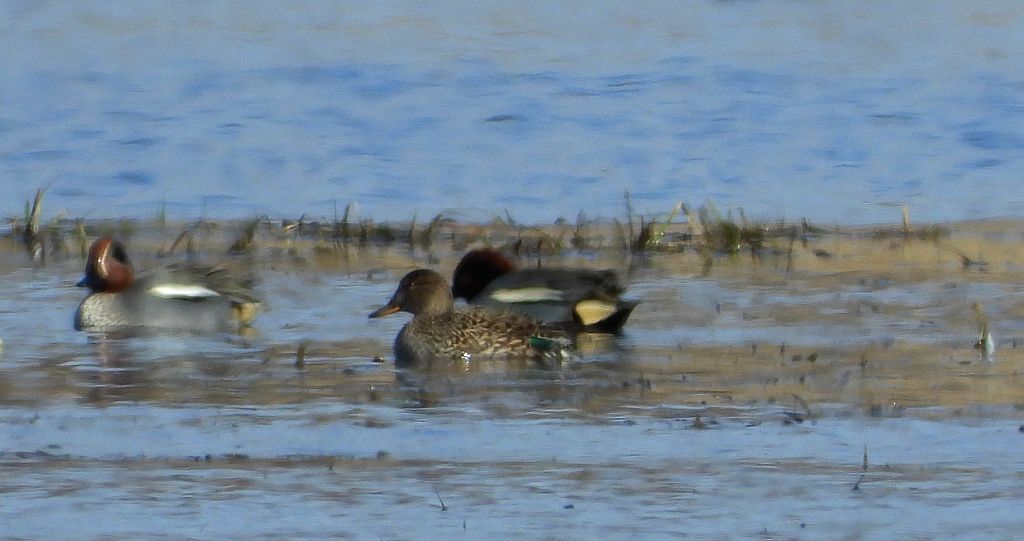 Cyraneczka zwyczajna, cyraneczka (Anas crecca)