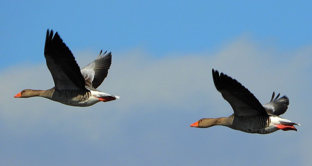 Gęś białoczelna, gęś białoczółka (Anser albifrons)