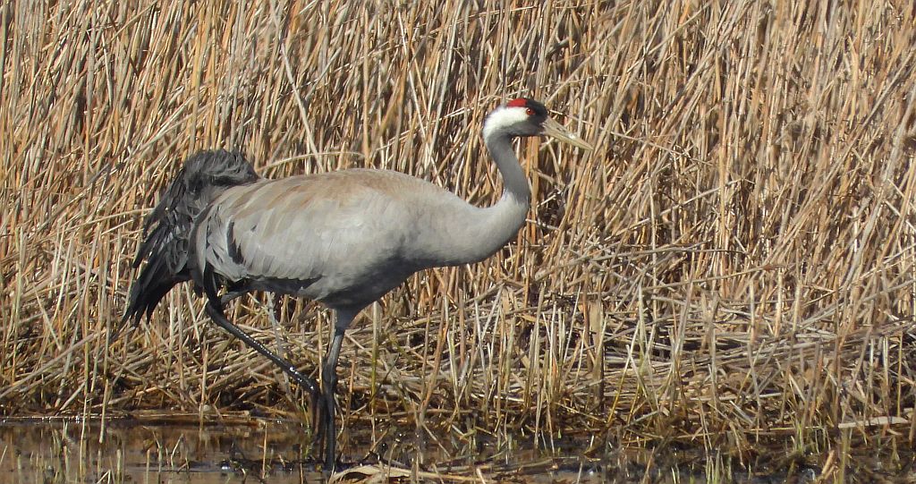 Żuraw zwyczajny, żuraw, żuraw popielaty, żuraw szary (Grus grus)