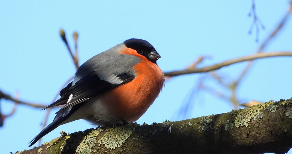 Gil zwyczajny, gil (Pyrrhula pyrrhula)