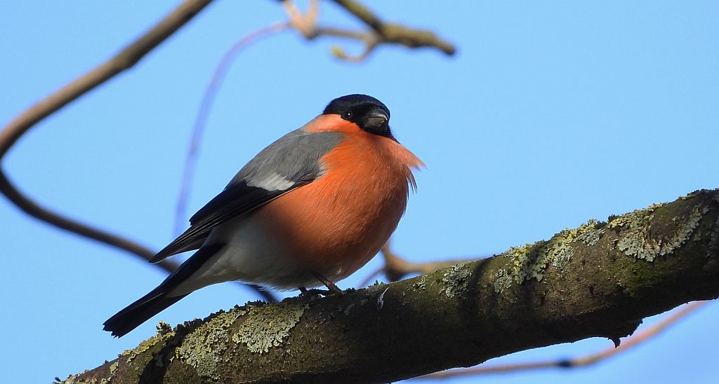 Gil zwyczajny, gil (Pyrrhula pyrrhula)