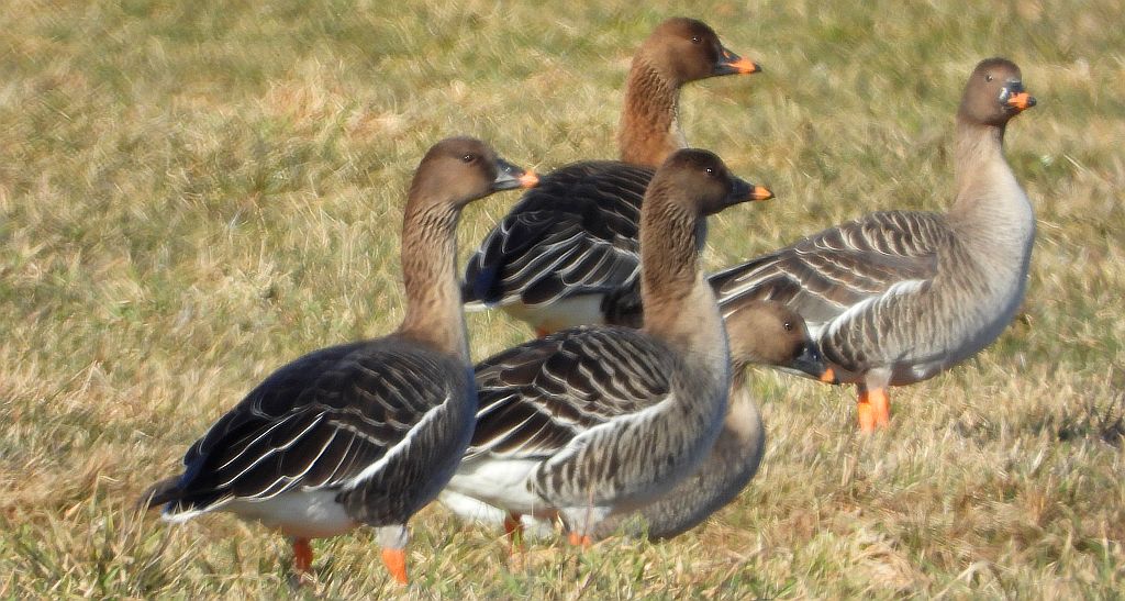 Gęś zbożowa, posiewnica (Anser fabalis)