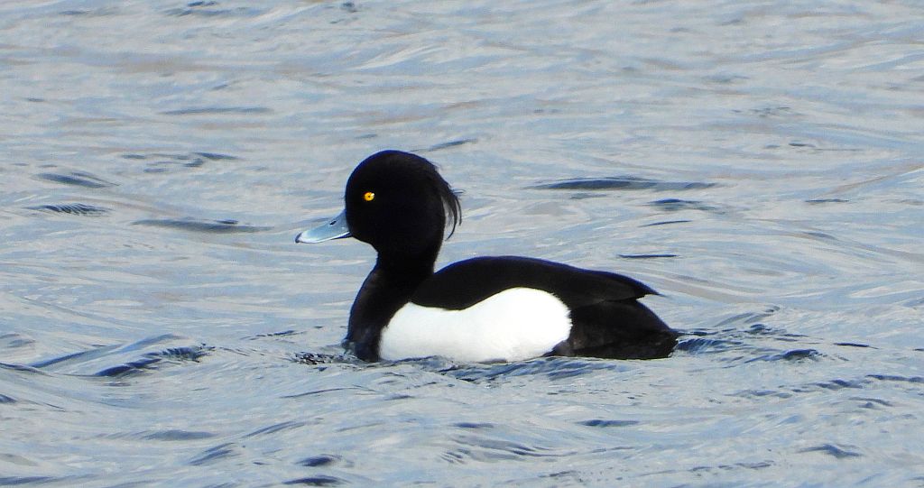 Czernica, kaczka czernica, kaczka czubata, kaczka czarnoczuba (Aythya fuligula)