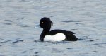 Czernica, kaczka czernica, kaczka czubata, kaczka czarnoczuba (Aythya fuligula)