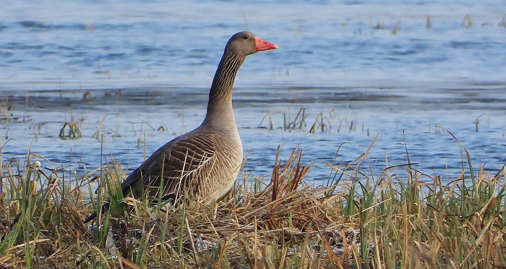 Gęgawa, gęś gęgawa (Anser anser)