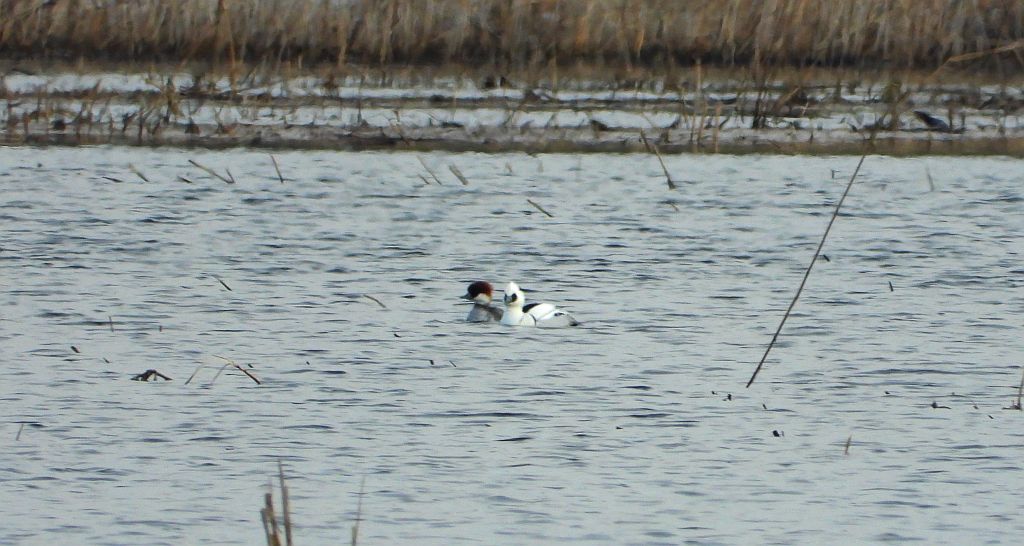 Bielaczek, tracz bielaczek (Mergellus albellus)
