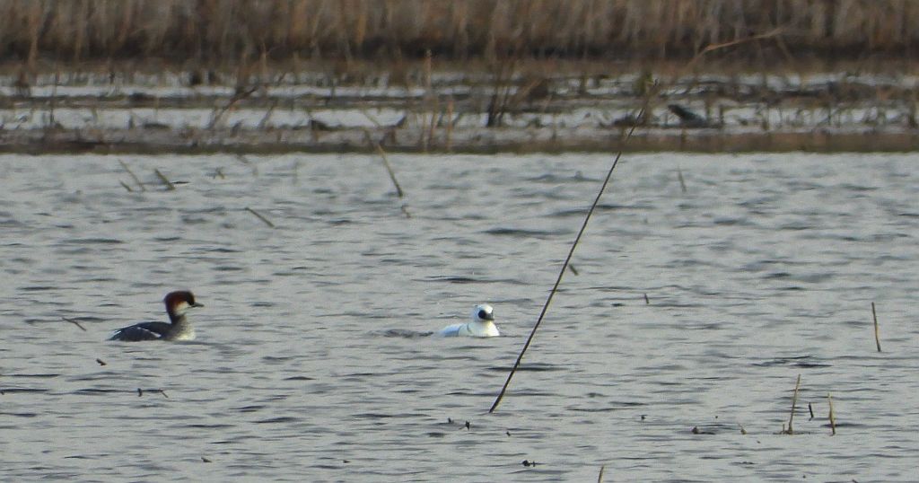 Bielaczek, tracz bielaczek (Mergellus albellus)