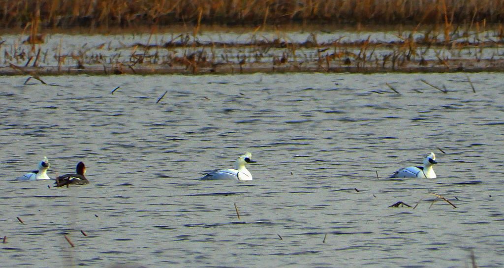 Bielaczek, tracz bielaczek (Mergellus albellus)