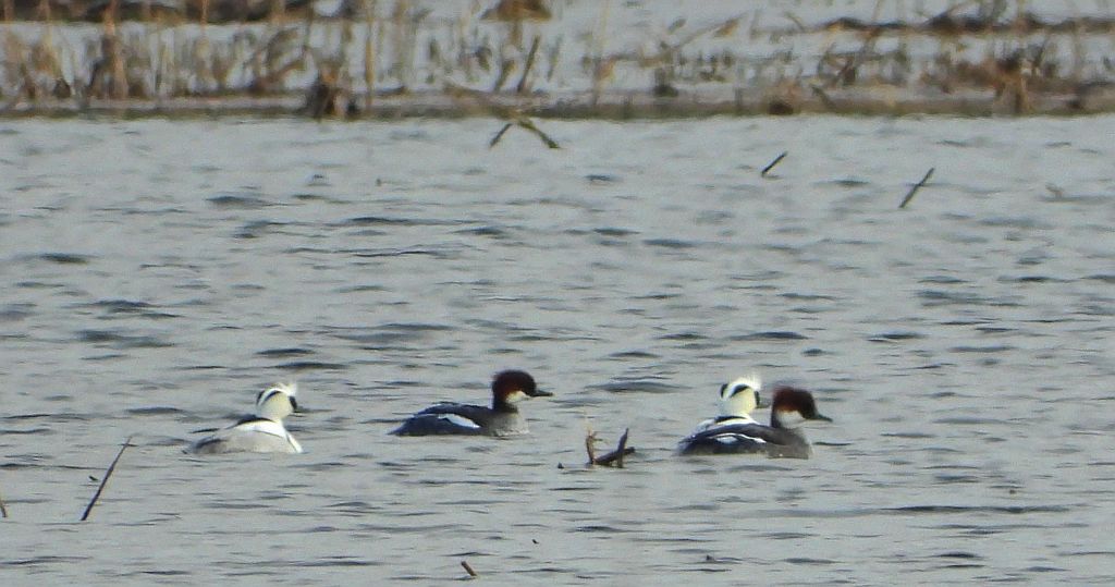 Bielaczek, tracz bielaczek (Mergellus albellus)