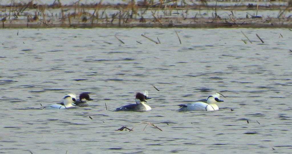 Bielaczek, tracz bielaczek (Mergellus albellus)