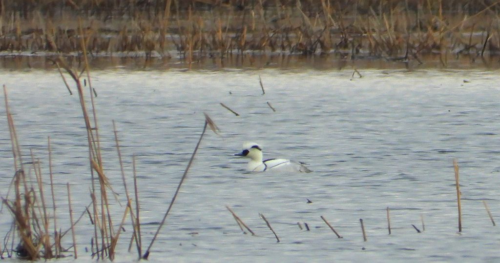 Bielaczek, tracz bielaczek (Mergellus albellus)