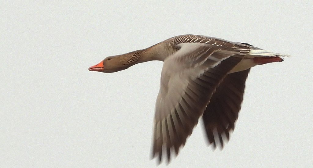 Gęgawa, gęś gęgawa (Anser anser)