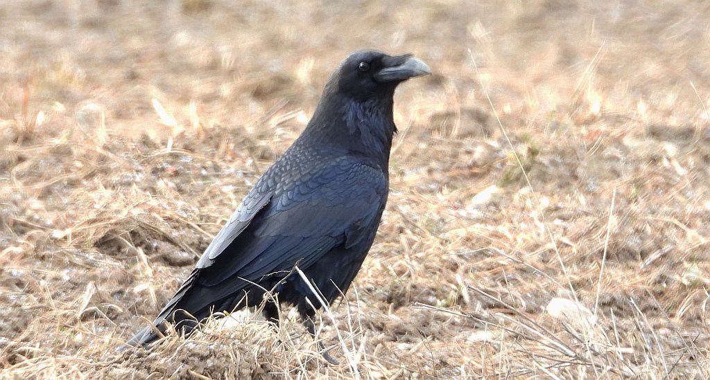 Kruk zwyczajny, kruk (Corvus corax)