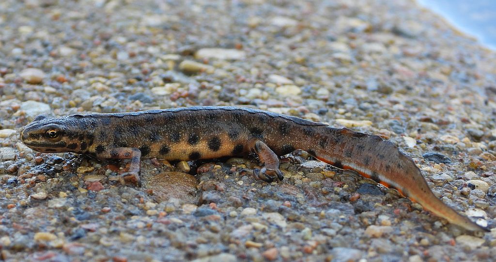 Traszka zwyczajna (Lissotriton vulgaris)