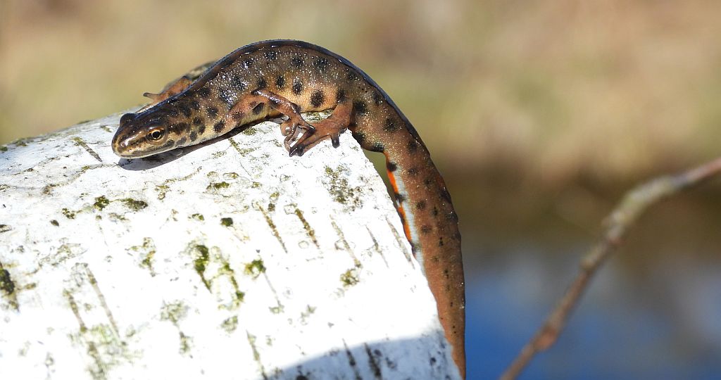 Traszka zwyczajna (Lissotriton vulgaris)