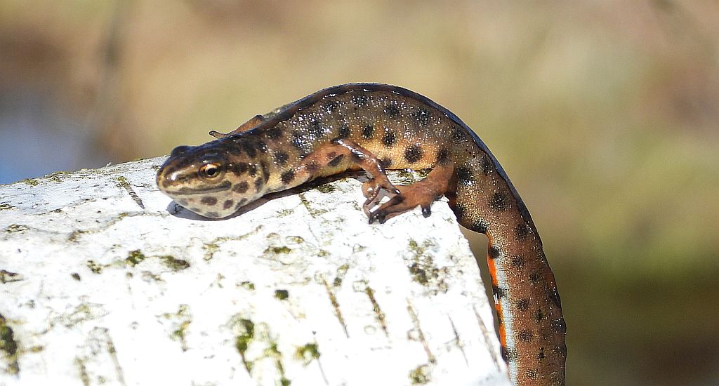 Traszka zwyczajna (Lissotriton vulgaris)