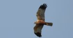 Błotniak stawowy (Circus aeruginosus)