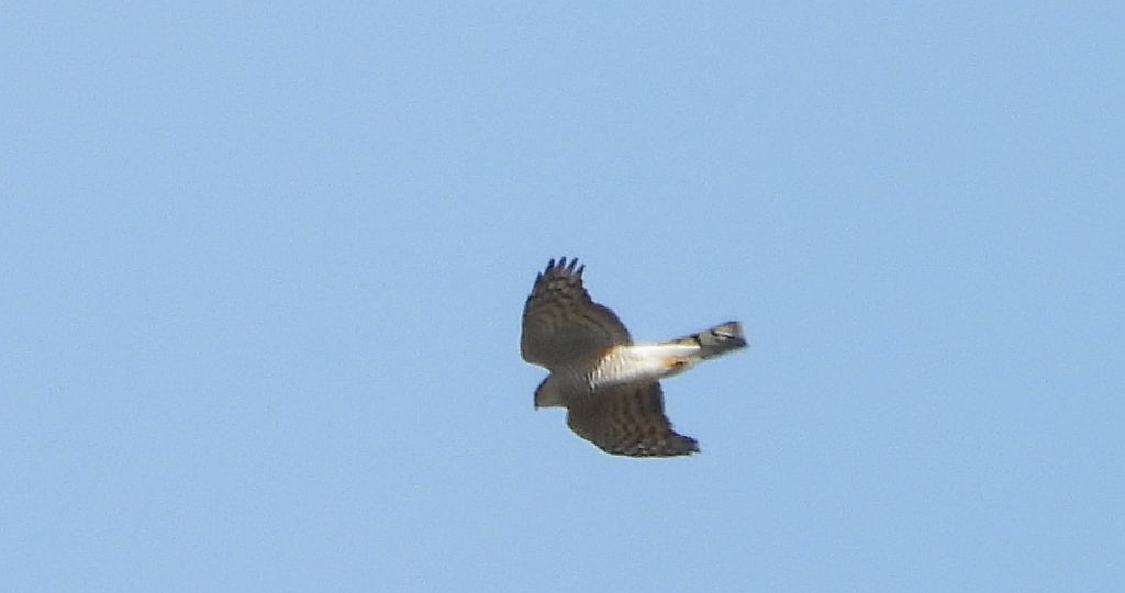 Krogulec zwyczajny, krogulec, jastrząb wróblarz (Accipiter nisus)