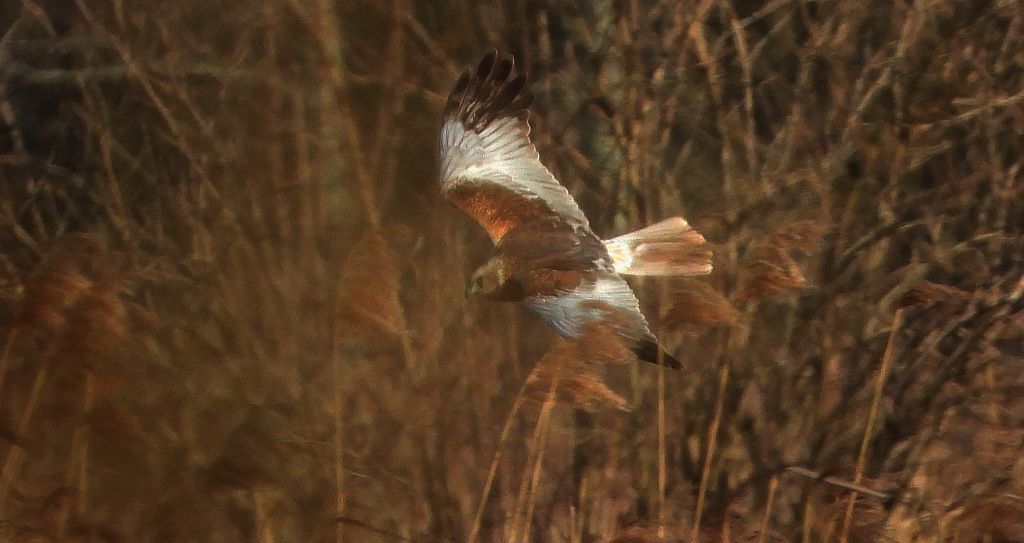Błotniak stawowy (Circus aeruginosus)