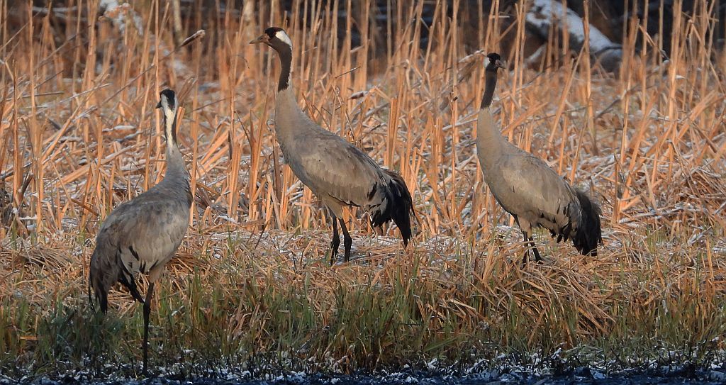 Żuraw zwyczajny, żuraw, żuraw popielaty, żuraw szary (Grus grus)