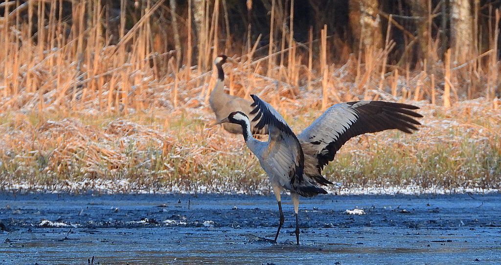 Żuraw zwyczajny, żuraw, żuraw popielaty, żuraw szary (Grus grus)