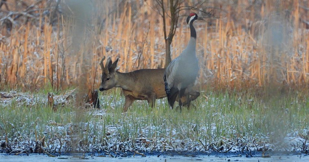 Żuraw zwyczajny, żuraw, żuraw popielaty, żuraw szary (Grus grus)