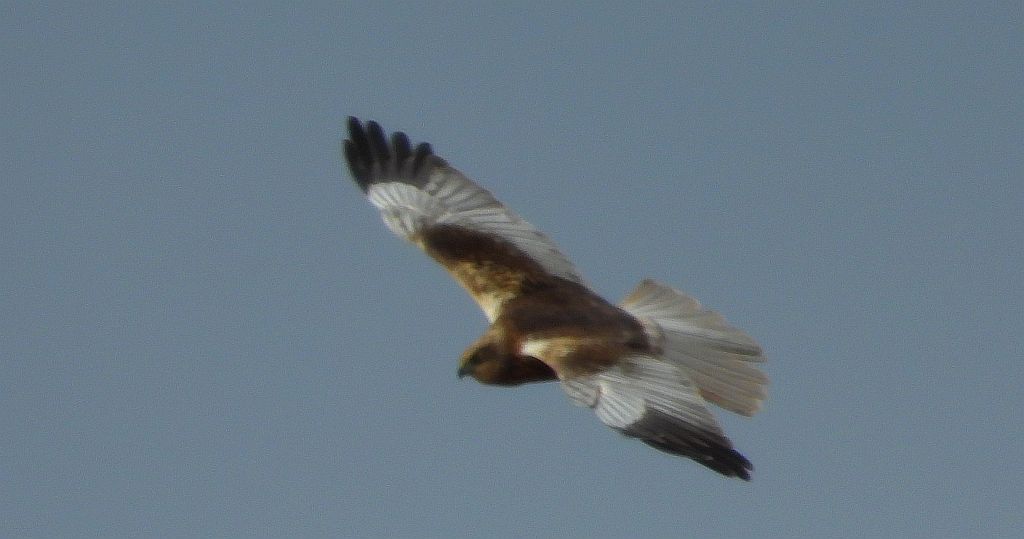 Błotniak stawowy (Circus aeruginosus)