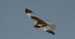 Błotniak stawowy (Circus aeruginosus)