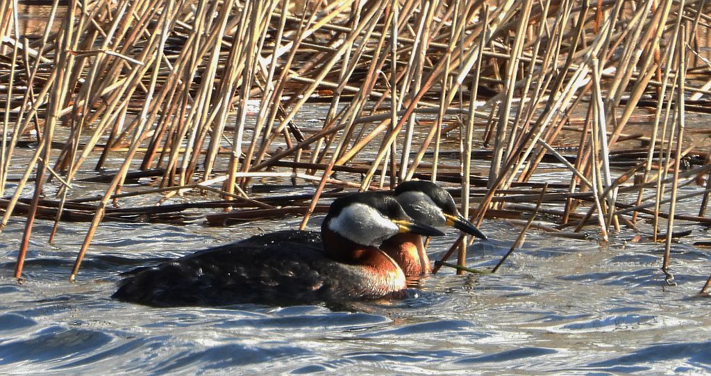 Perkoz rdzawoszyi (Podiceps grisegena)