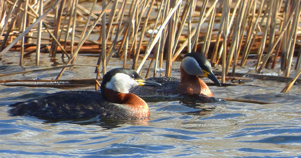 Perkoz rdzawoszyi (Podiceps grisegena)