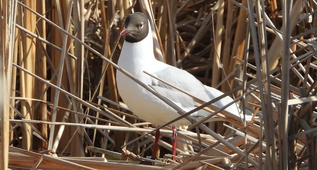 Mewa śmieszka, śmieszka (Chroicocephalus ridibundus)