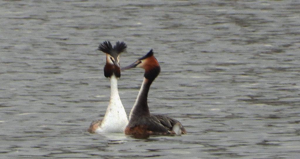 Perkoz dwuczuby (Podiceps cristatus)