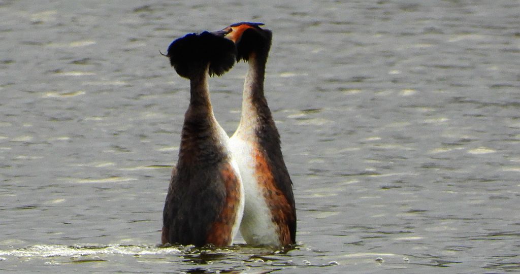 Perkoz dwuczuby (Podiceps cristatus)
