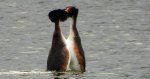 Perkoz dwuczuby (Podiceps cristatus)