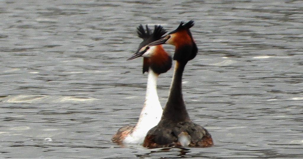Perkoz dwuczuby (Podiceps cristatus)