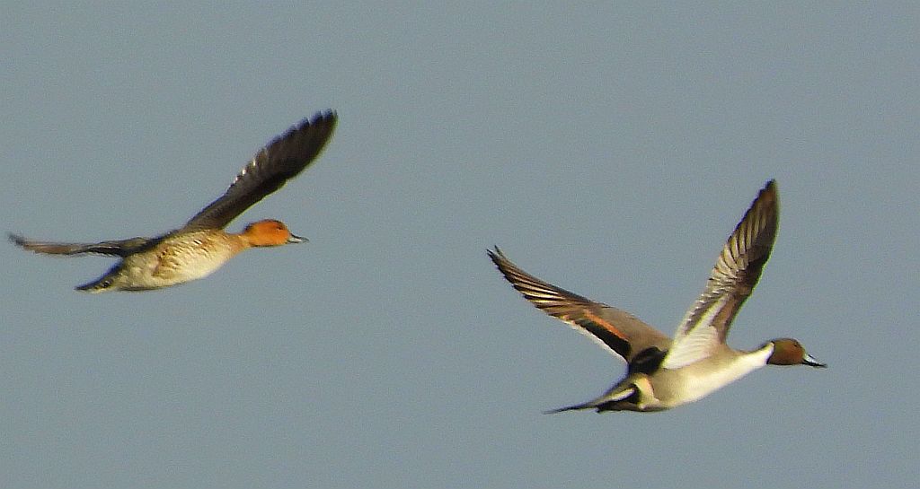 Rożeniec zwyczajny, rożeniec (Anas acuta)