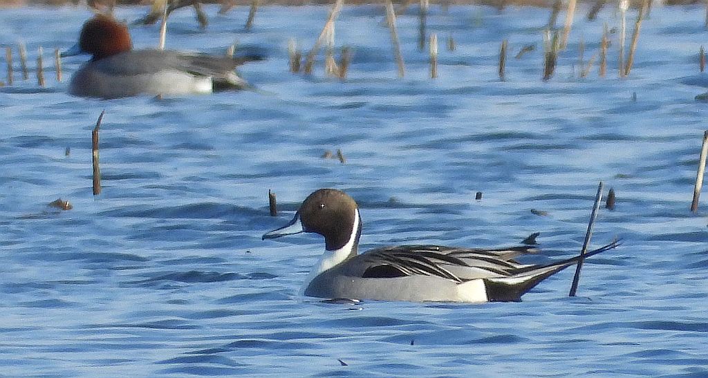 Rożeniec zwyczajny, rożeniec (Anas acuta)