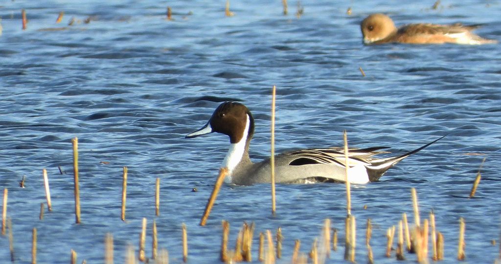 Rożeniec zwyczajny, rożeniec (Anas acuta)