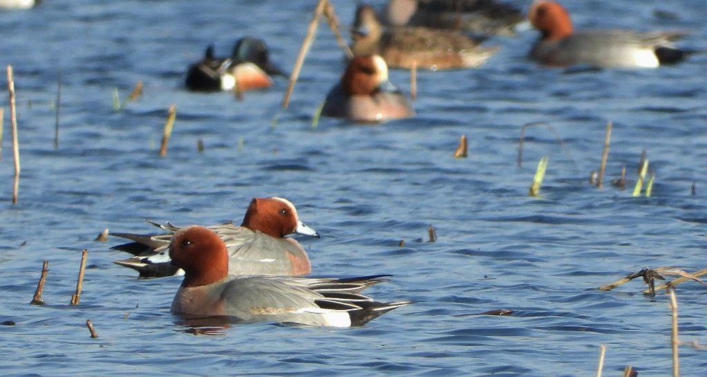 Świstun zwyczajny, świstun (Mareca penelope)