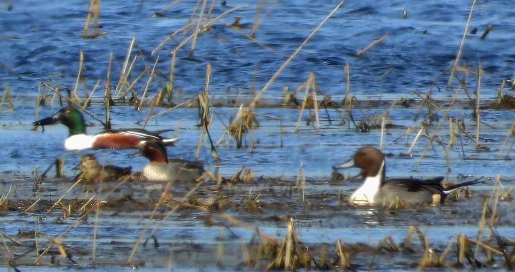 Płaskonos zwyczajny, płaskonos (Spatula clypeata), rożeniec zwyczajny, rożeniec (Anas acuta), cyraneczka zwyczajna, cyraneczka (Anas crecca)