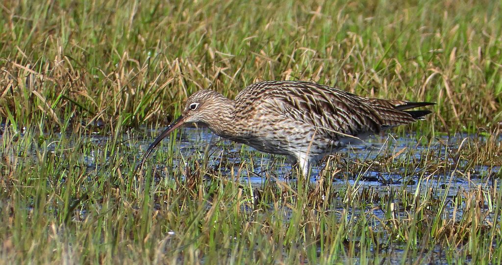Kulik mniejszy (Numenius phaeopus)