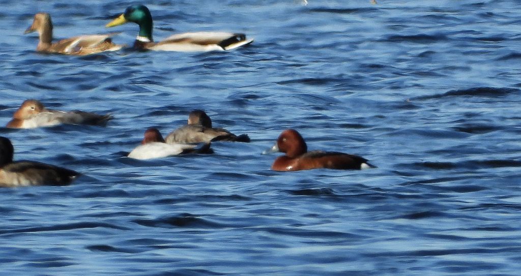 Głowienka zwyczajna, głowienka, kaczka rdzawogłowa, kaczka czerwonoszyja, kaczka kasztanowata (Aythya ferina) i podgorzałka zwyczajna, podgorzałka, kaczka białooka, kaczka podgorzałka (Aythya nyroca)