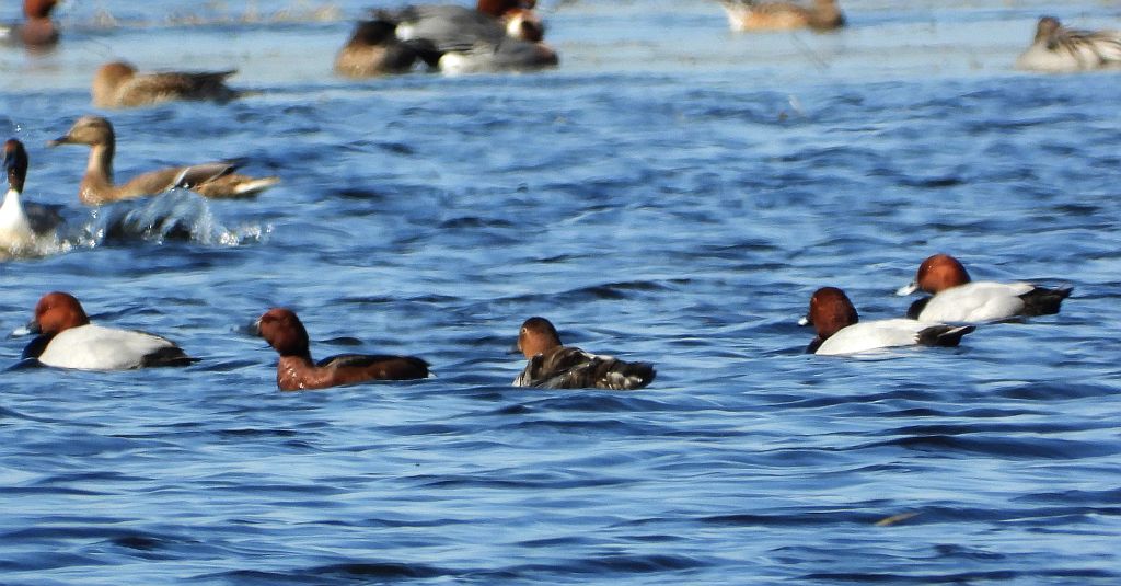 Głowienka zwyczajna, głowienka, kaczka rdzawogłowa, kaczka czerwonoszyja, kaczka kasztanowata (Aythya ferina) i podgorzałka zwyczajna, podgorzałka, kaczka białooka, kaczka podgorzałka (Aythya nyroca)